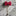 A Red Colored Bow Tie Shaped Lapel Pin||Light Red