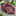 Brown Red Pink Paisley Tie