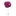 A Pink Textured Burst Lapel Pin||Rich Pink
